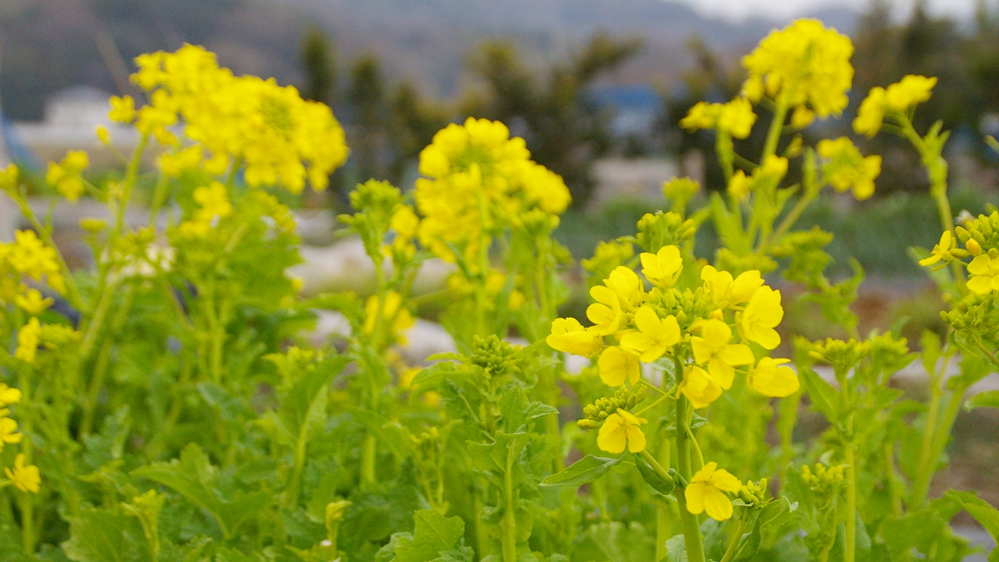 *路地栽培の野菜