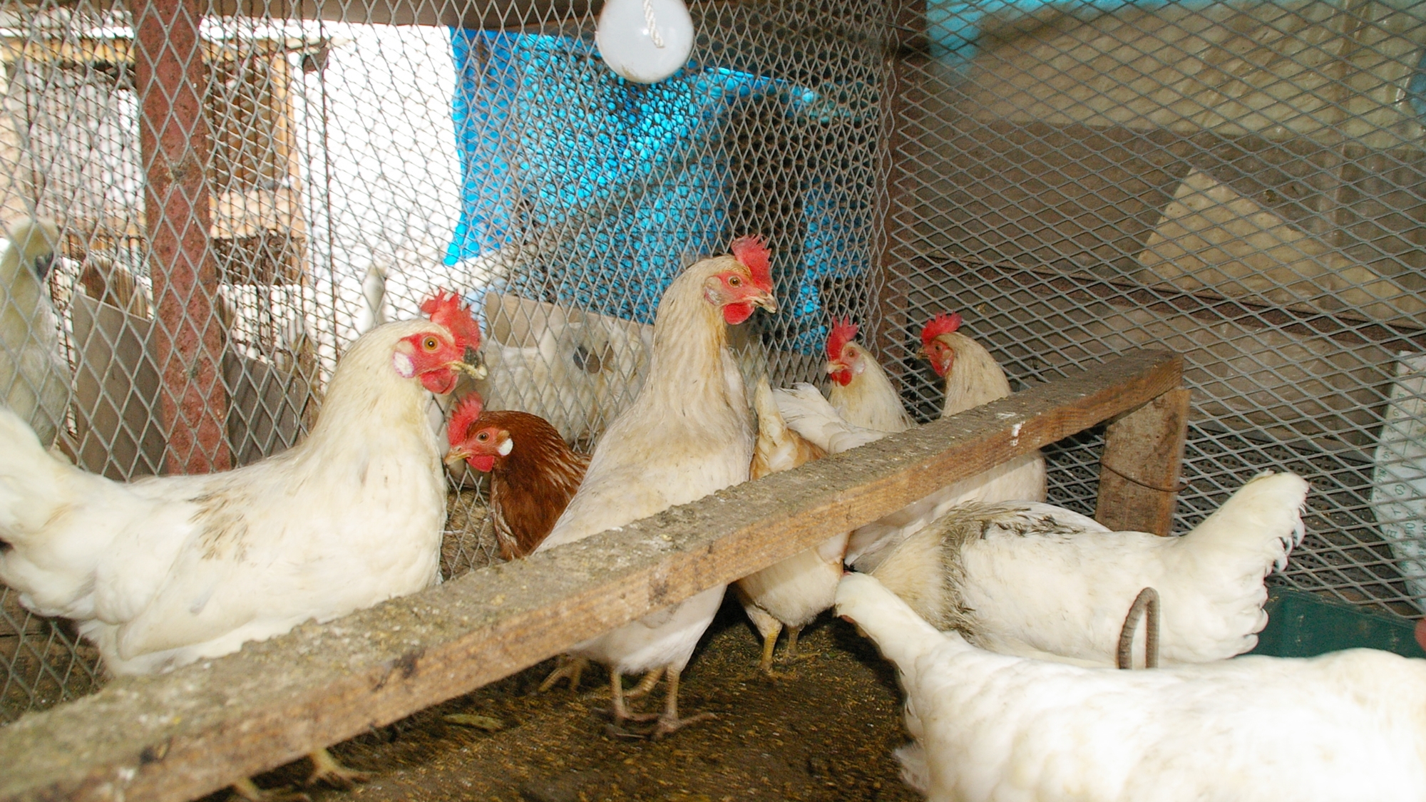 *卵は産みたて♪