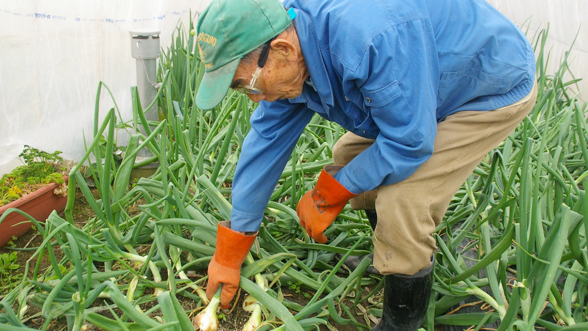 *手作りの野菜♪