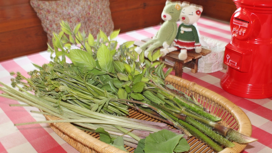 *［採れたて山菜］春～初夏にかけて採れる山菜は、天ぷらやおひたしなどでお召し上がりいだきます