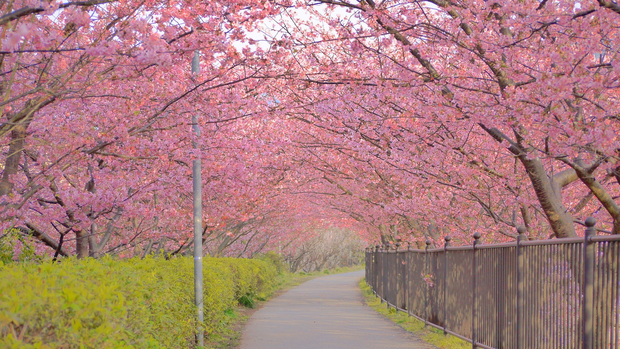 河津桜まつり会場まで車で約15分♪