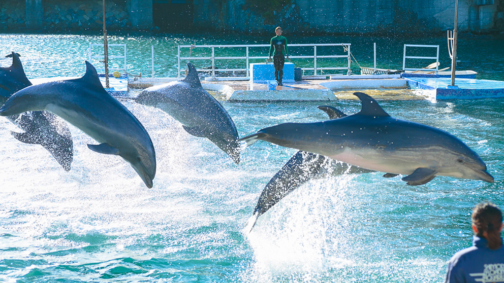 下田海中水族館