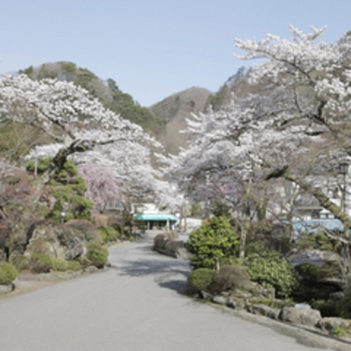 敷地内　桜並木の様子