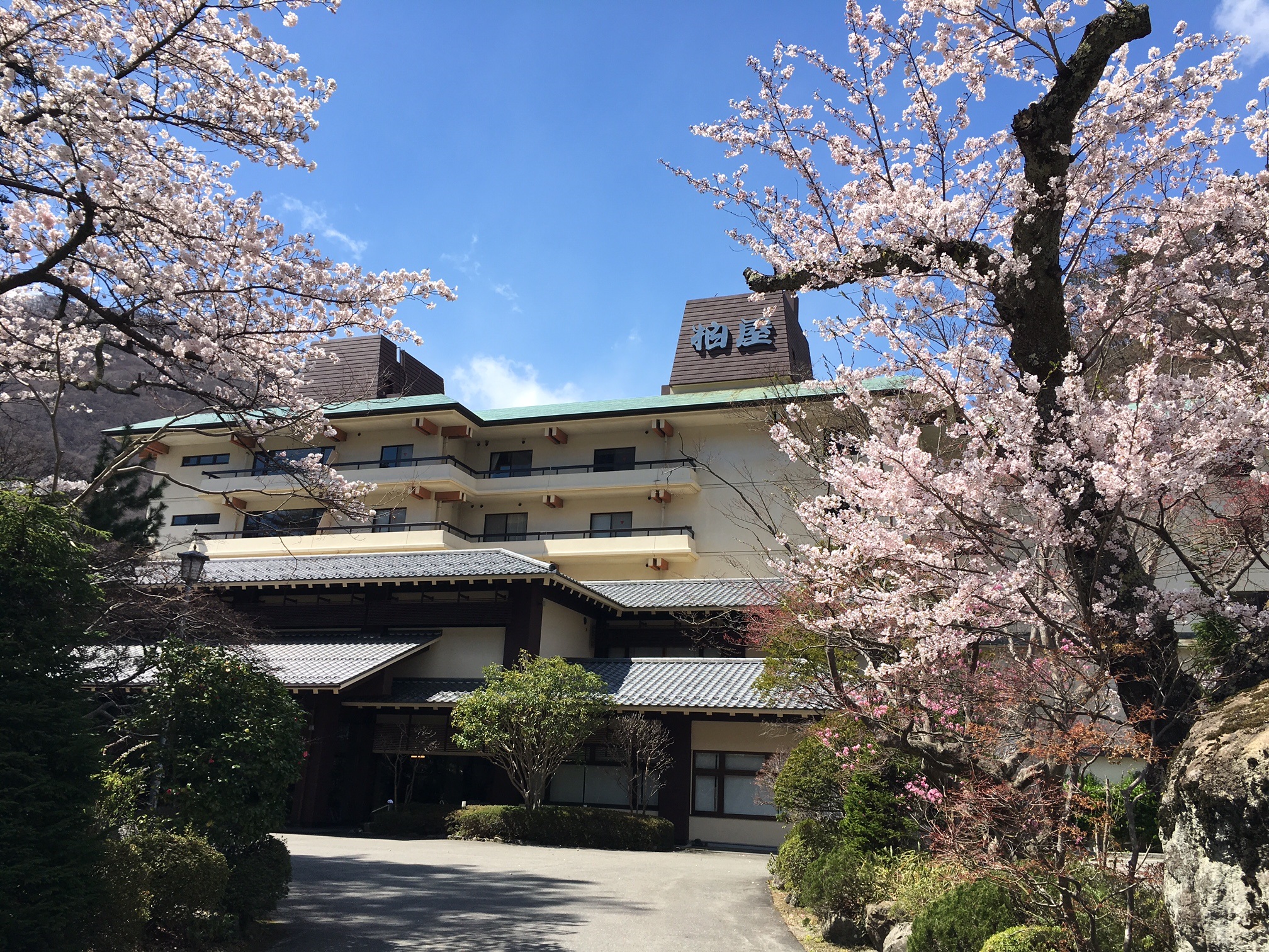 桜と柏屋搭屋