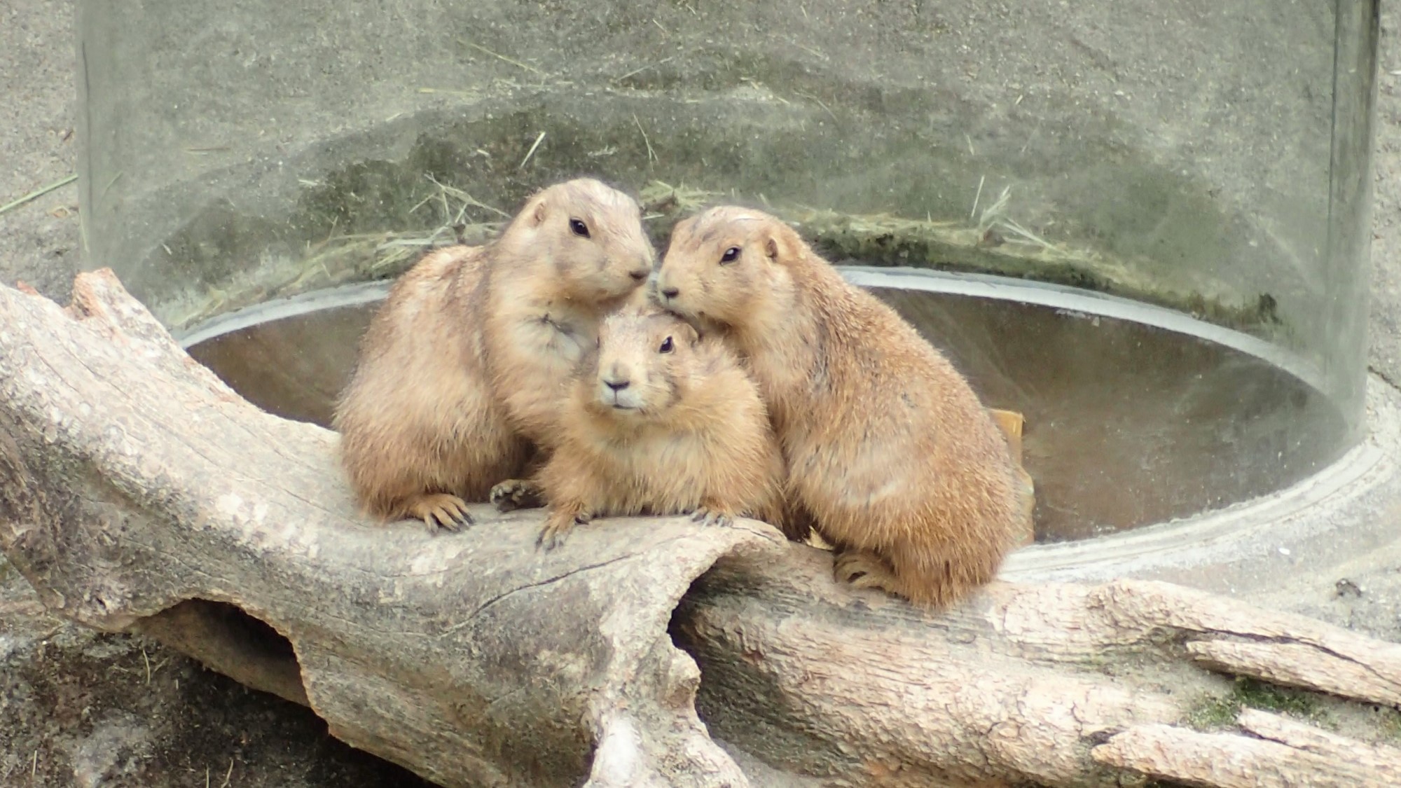【のいち動物園入場券付】自然豊かな環境を過ごす動物と触れ合い／夕朝食付　All Inclusive