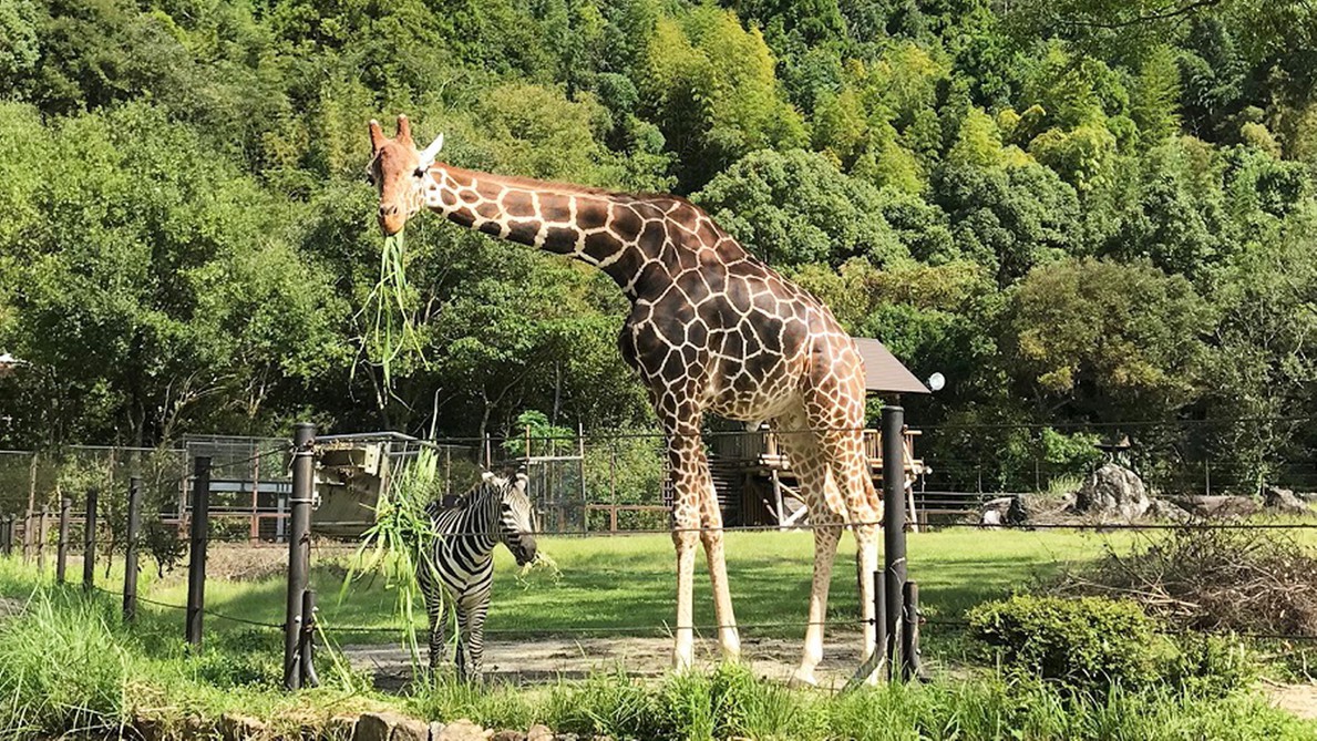 【のいち動物園入場券付】自然豊かな環境を過ごす動物と触れ合い／夕朝食付　All Inclusive