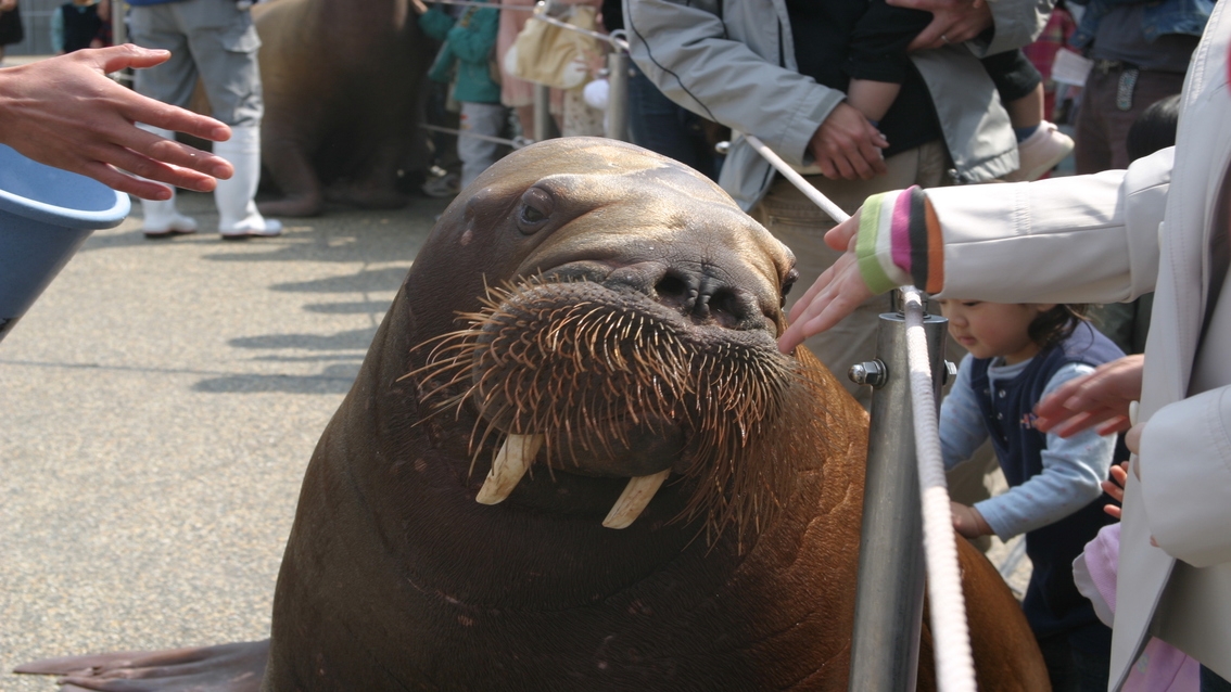 ＊【〜海の生き物に会いに行こう〜】水族館「うみたまご」チケット付きプラン（朝食付）