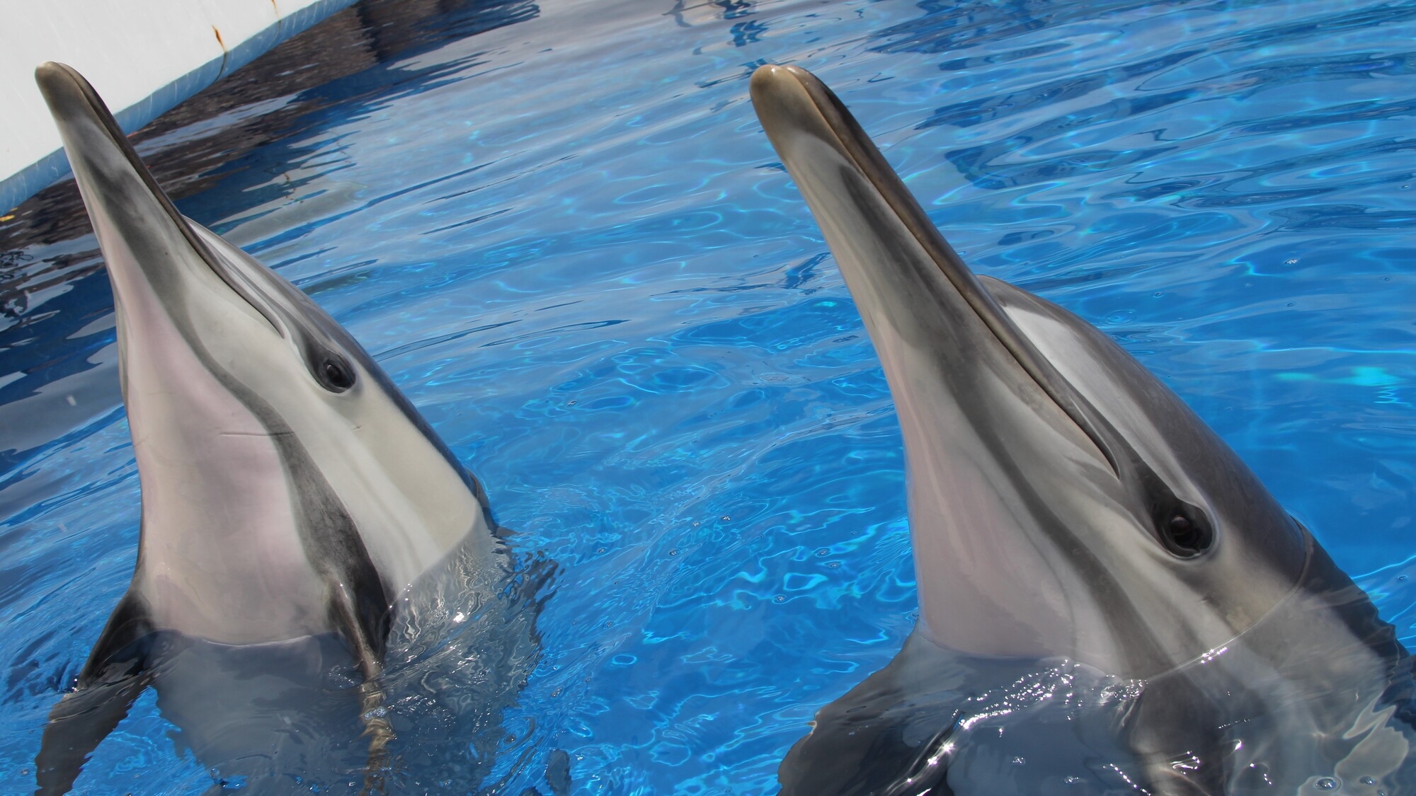 ＊【〜海の生き物に会いに行こう〜】水族館「うみたまご」チケット付きプラン（朝食付）