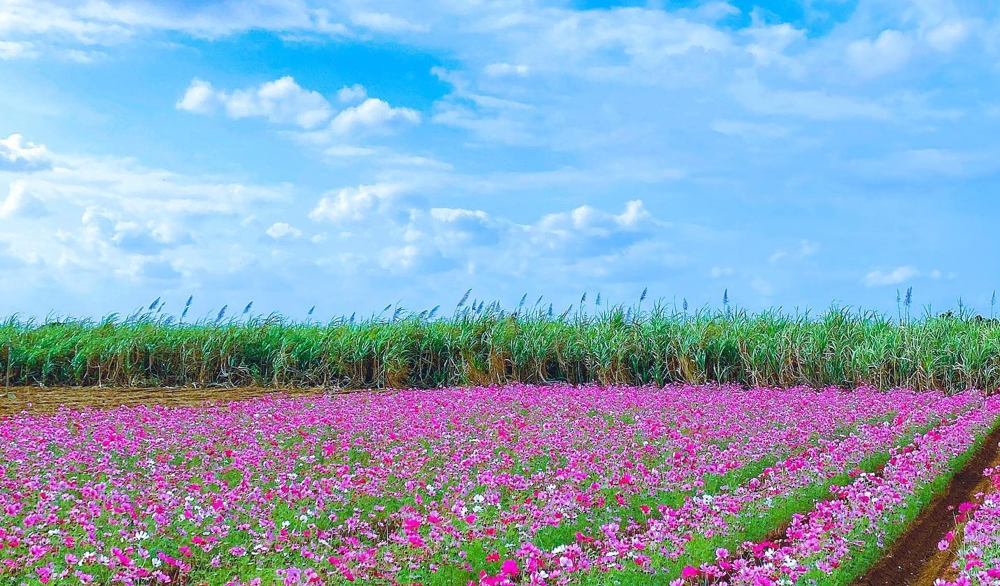 島風景　花々