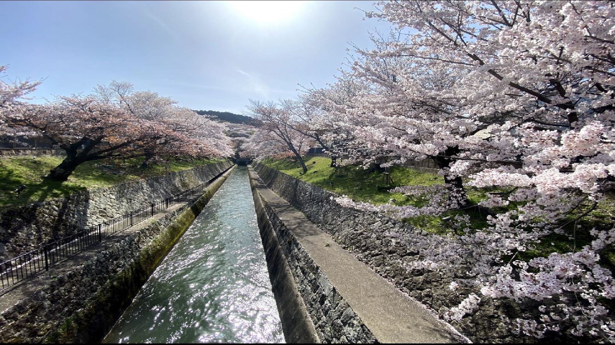 ■春の琵琶湖疎水【桜】■