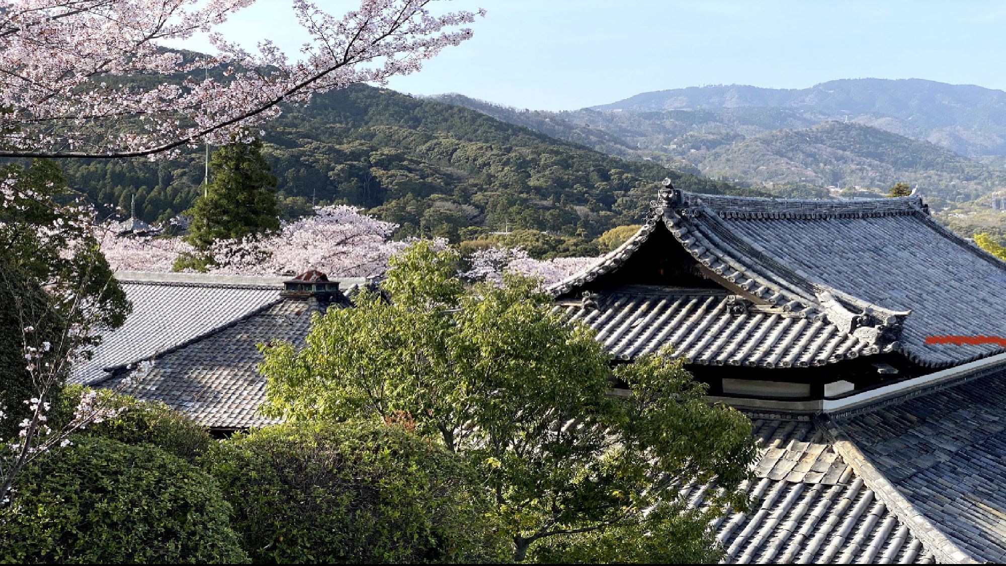 ■春の三井寺【桜】■