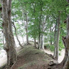 北側の国史跡山形城三の丸跡の大樹林群
