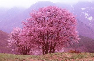 少し遅く咲き始め特徴のあるピンク色の花が一斉に咲き始める。　西蔵王　大山桜