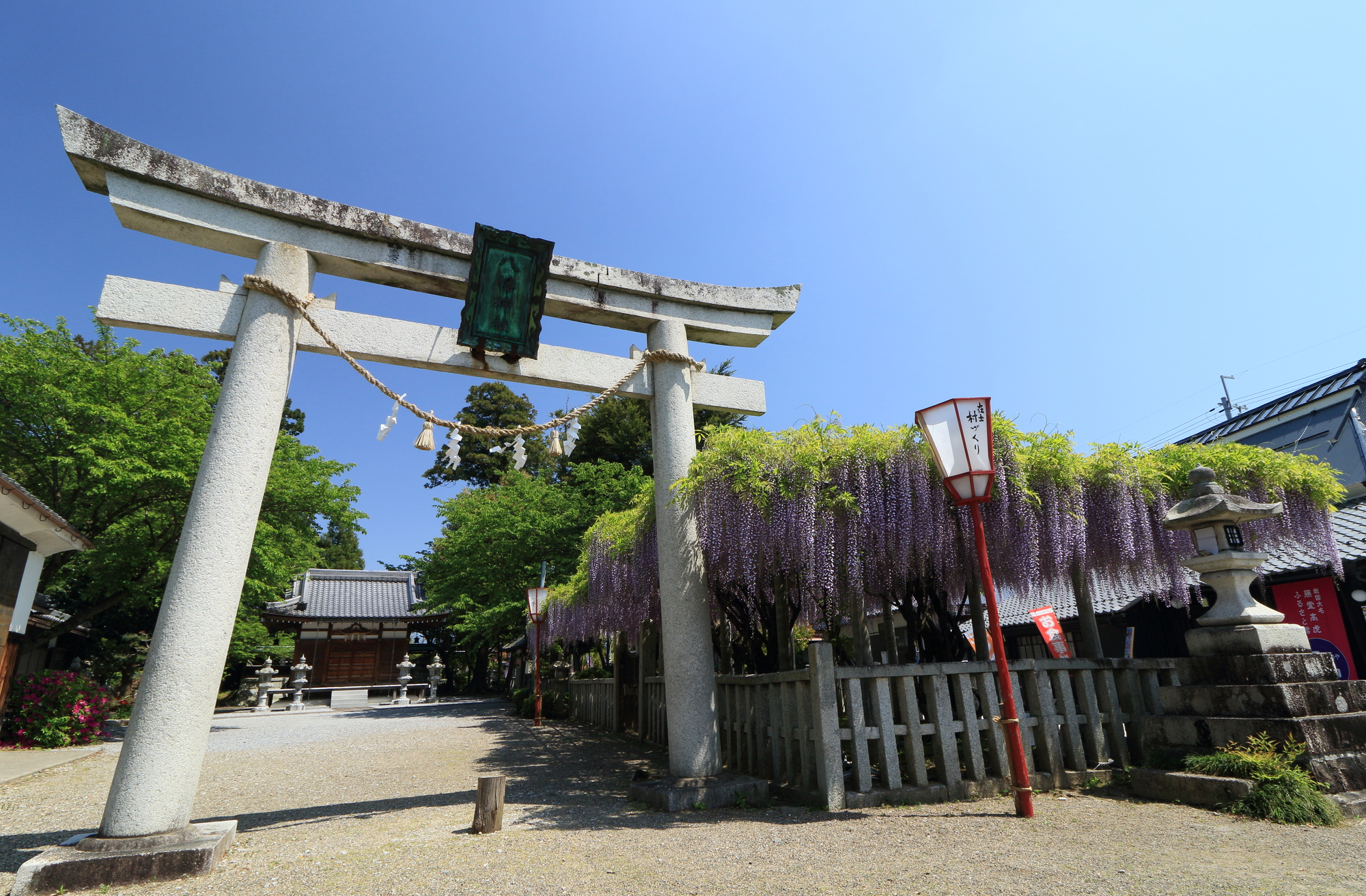 八幡神社の藤