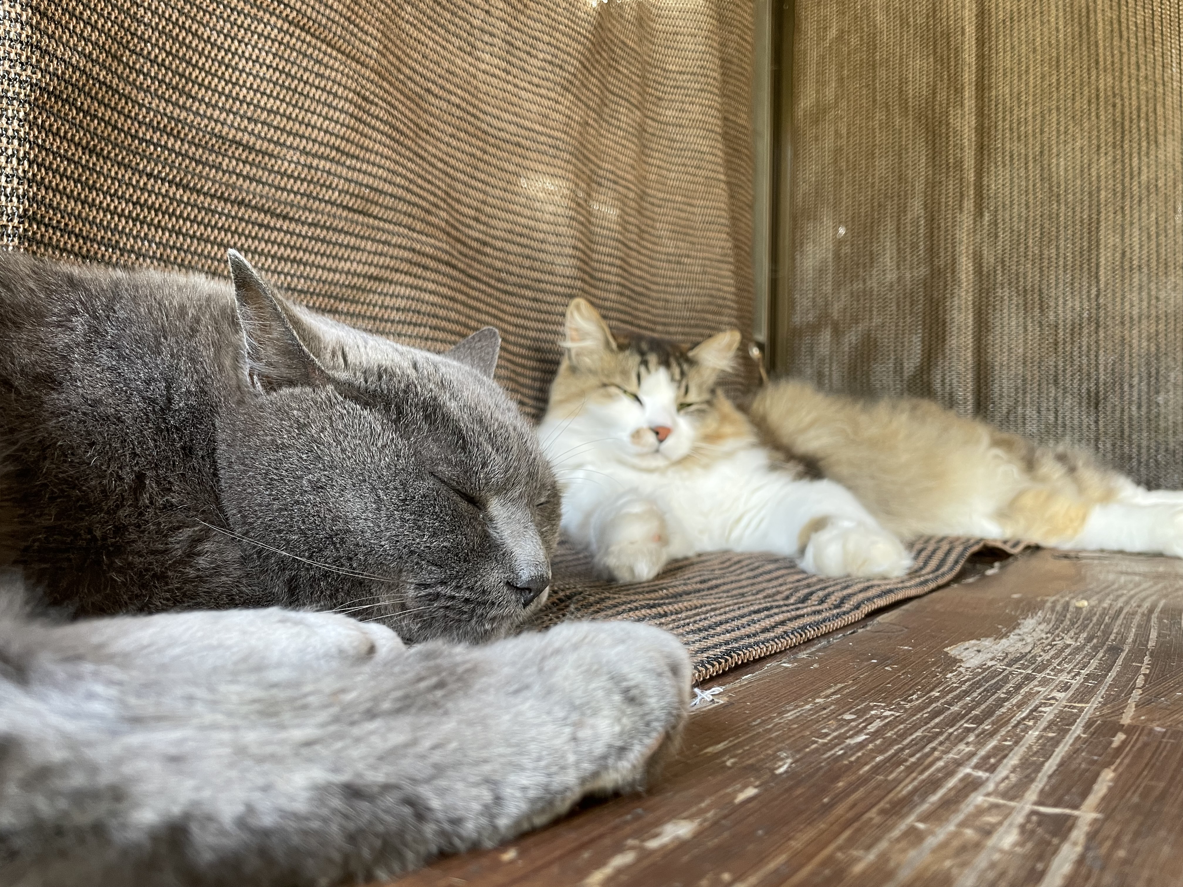 【猫】ジジ＆ミミにも会いに来てね