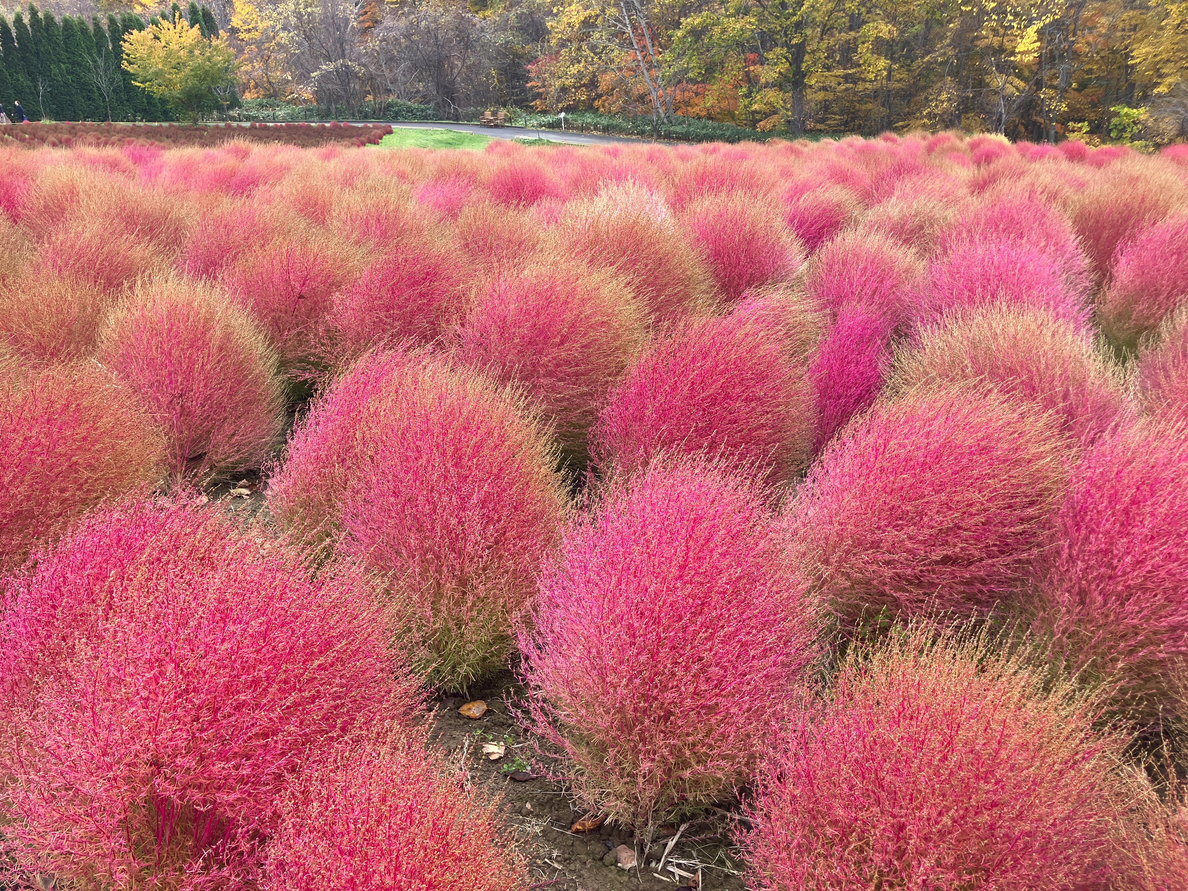 玉原コキアガーデン【9月～10月限定】