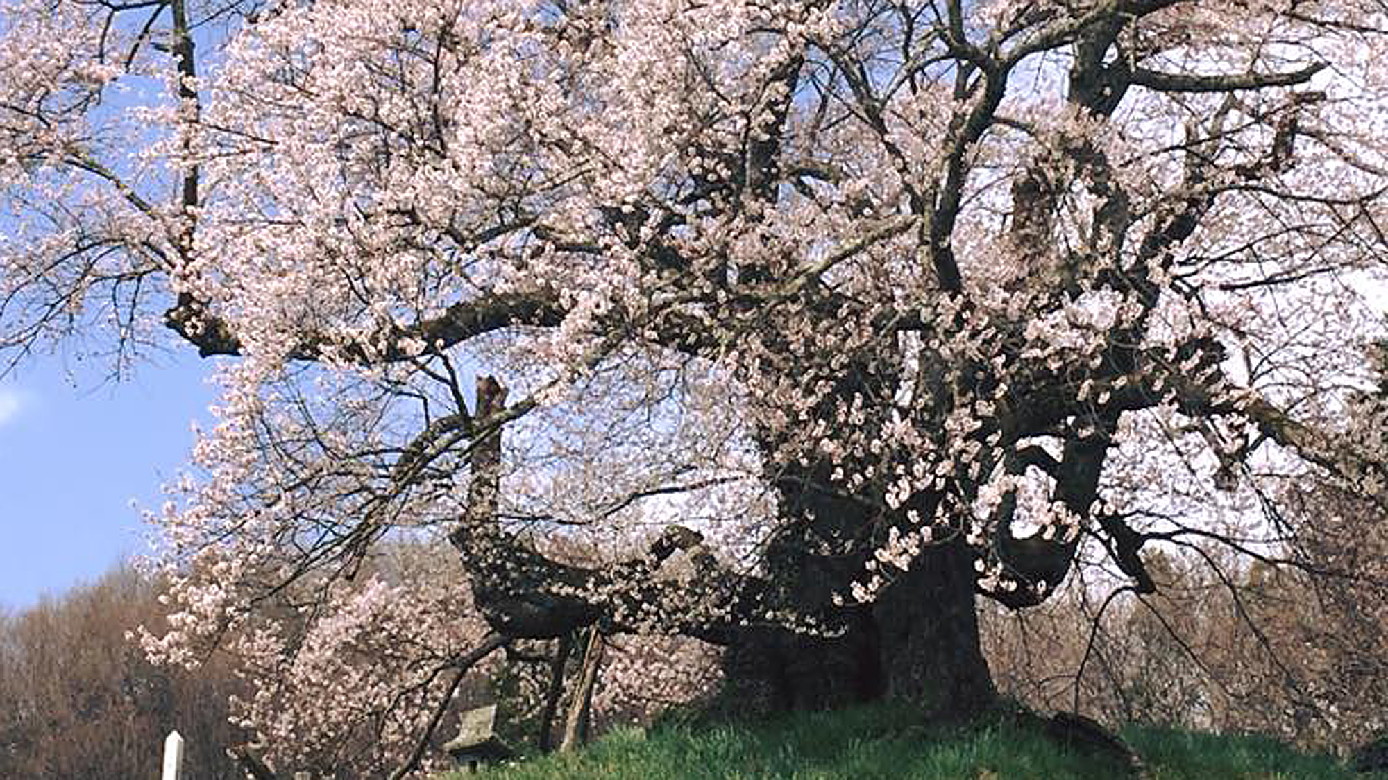 *発知のヒガンザクラ/群馬県を代表する銘桜で、田畑の中に立ち山里に春を告げる一本桜です。