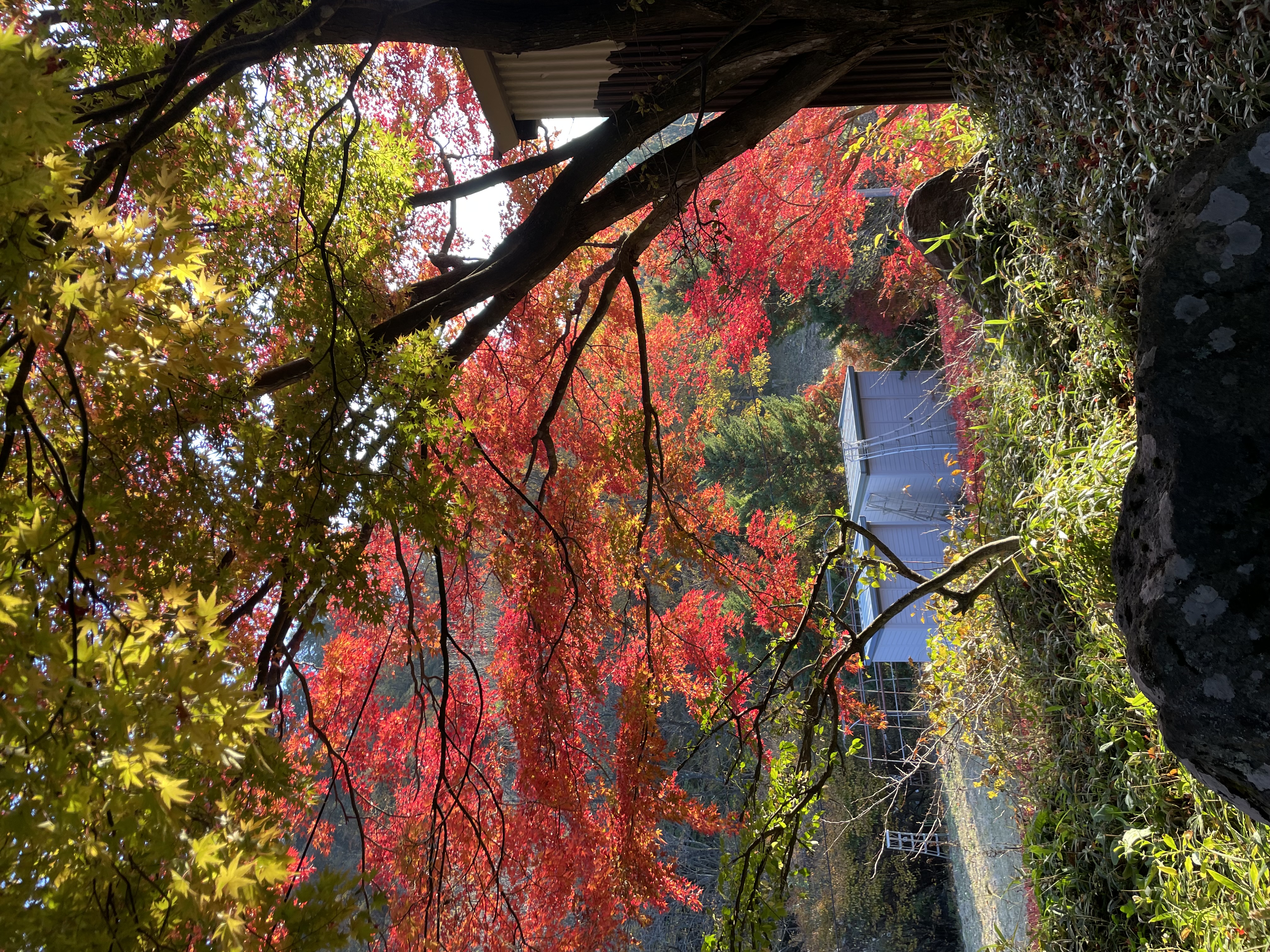 【中庭】館内から眺める水芭蕉の秋。