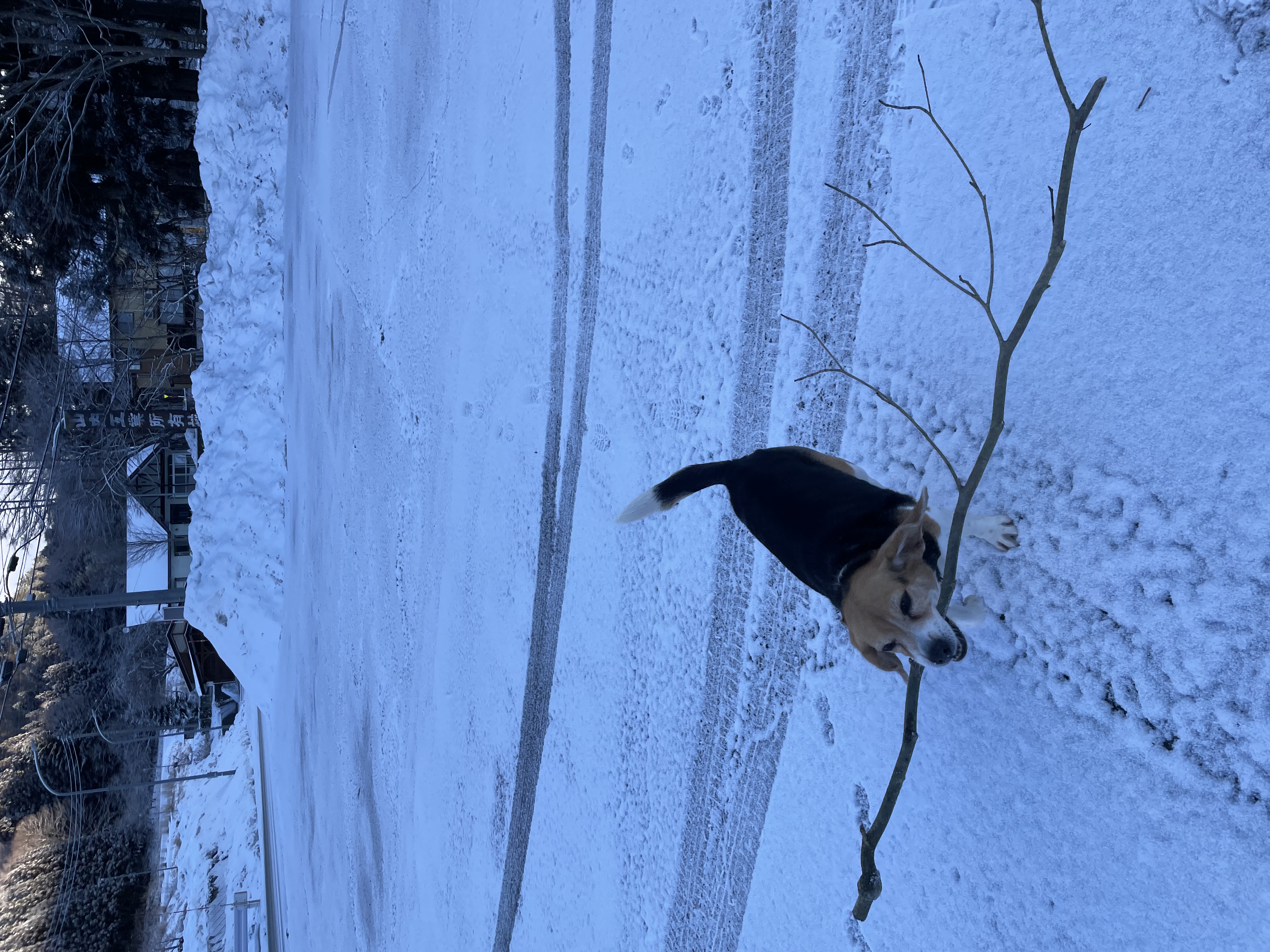 【アビ】おおはしゃぎの愛犬アビ