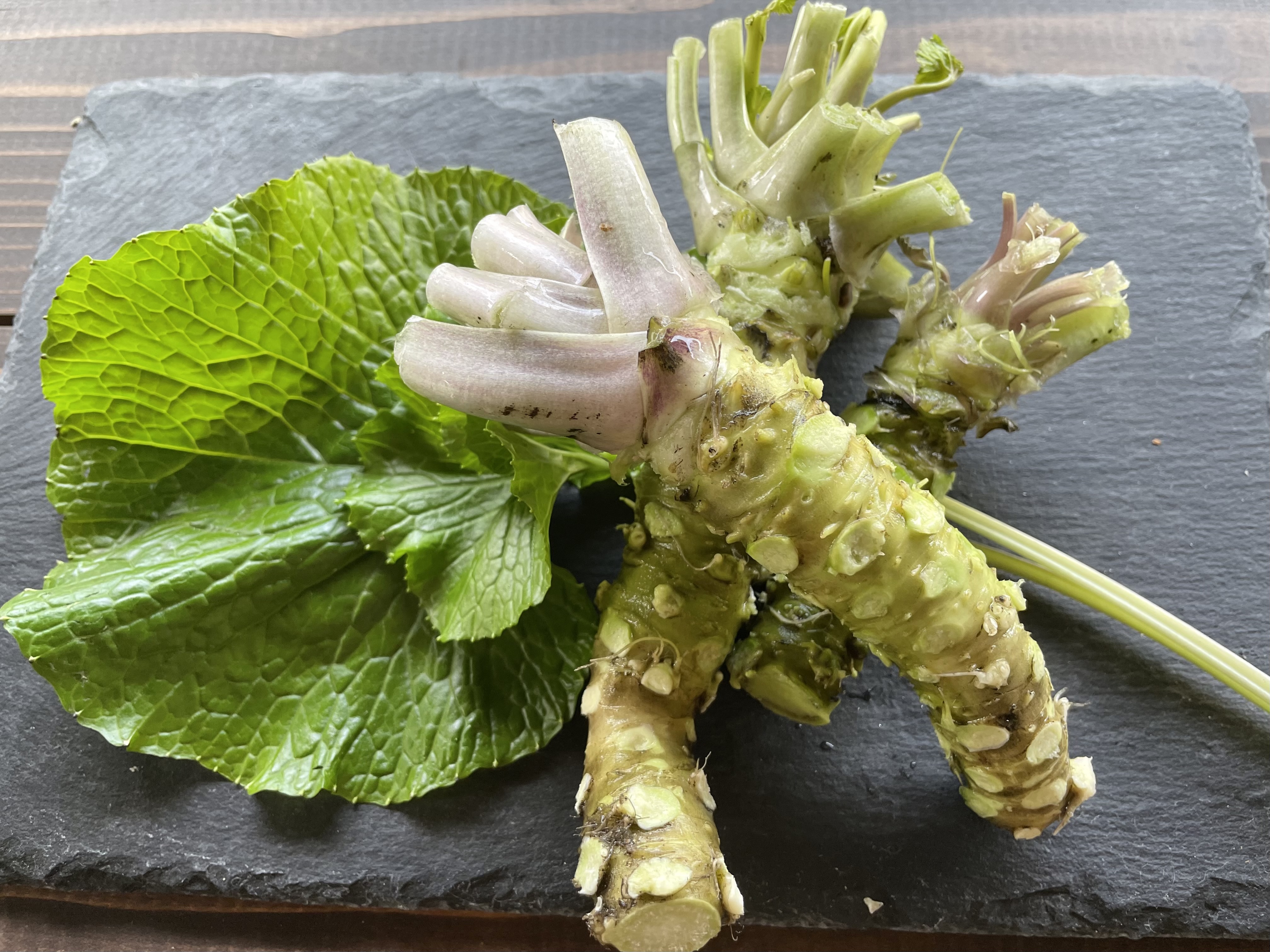 【玉原わさび】女将が愛情たっぷりで育てる玉原わさび