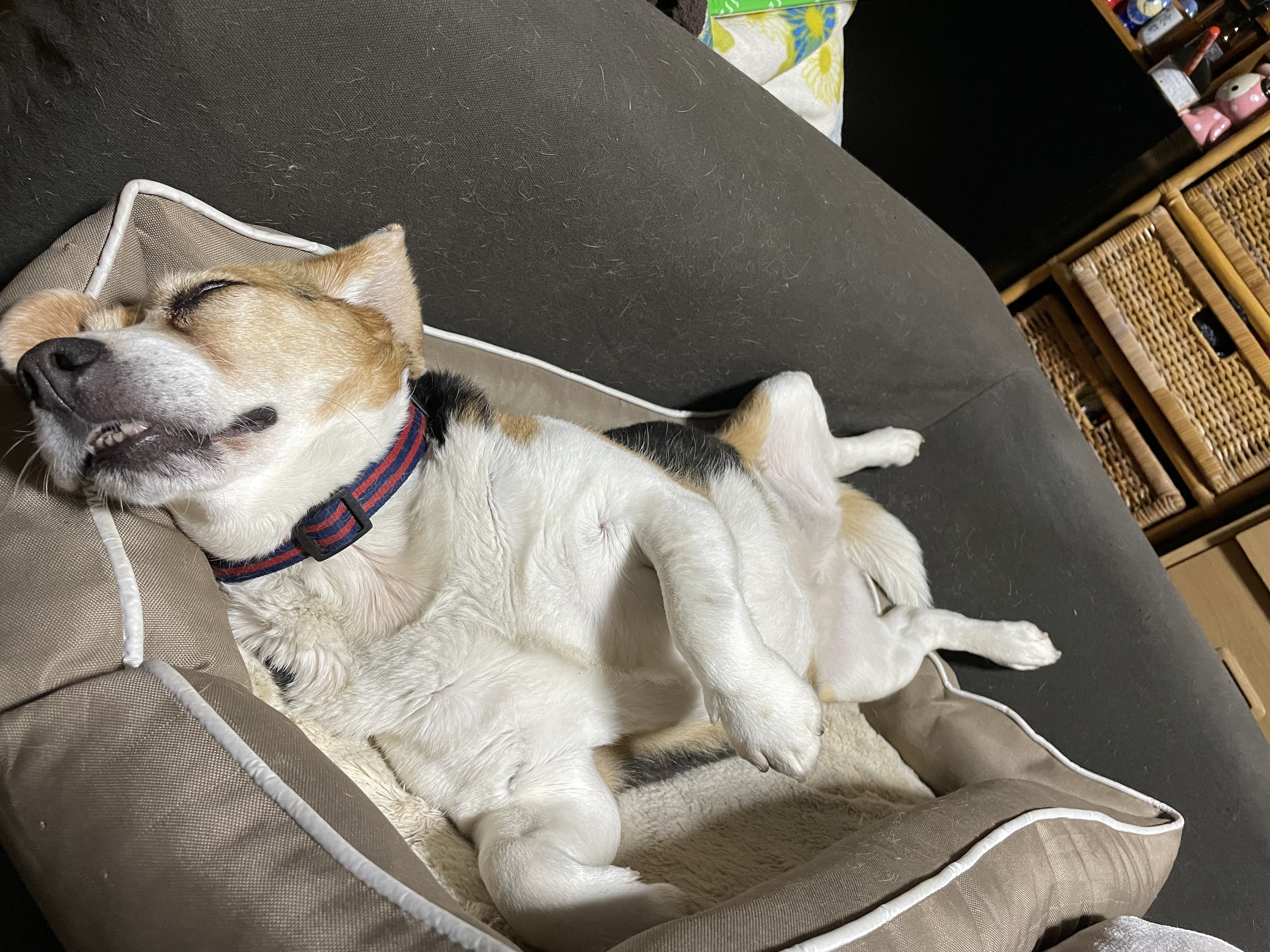 【アビ】愛犬アビの芸術的な寝相！