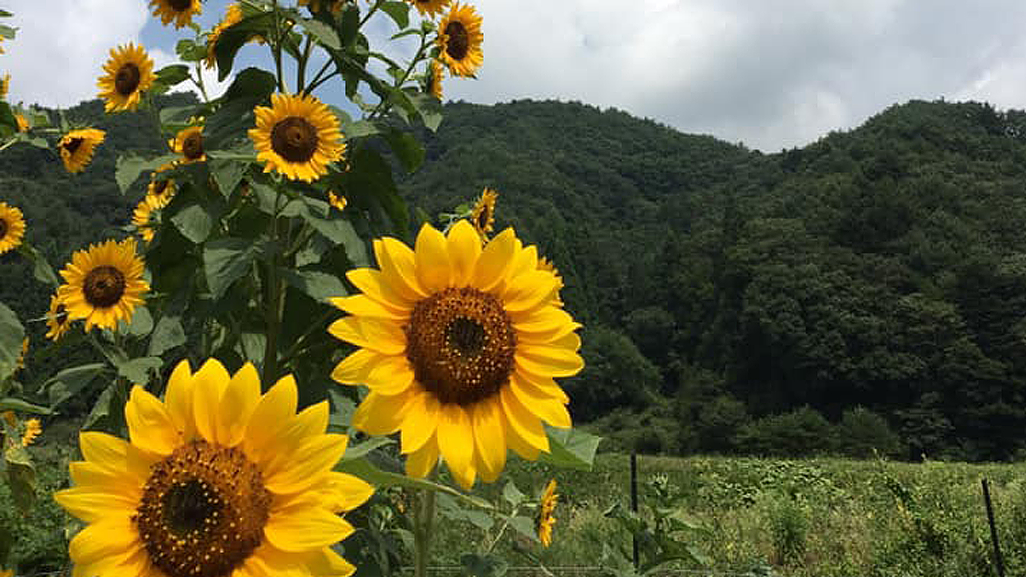 *夏の景色　ひまわり/素朴な自然の風景が残っています。