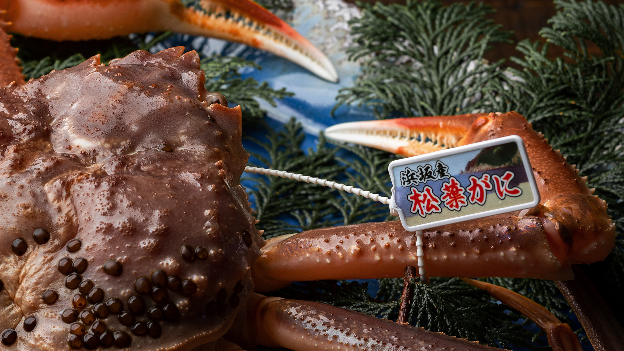 城崎温泉は、水揚げ港が周辺に3つもある恵まれた【蟹の本場】！新鮮な活がにをどうぞ！