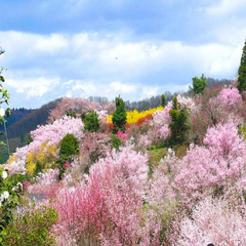 地元でも有名な花見山公園。大正15年 養蚕農家の副業として、畑に花を植えたのが始まりでした。