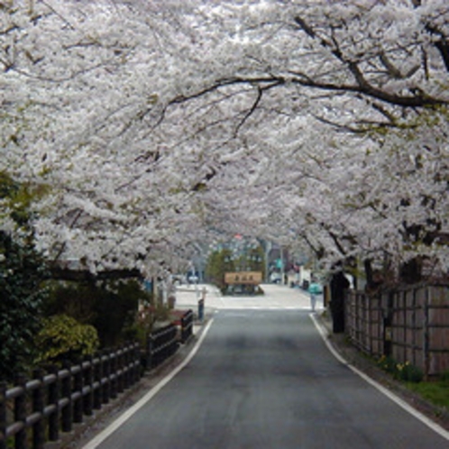 桜坂　例年４月下旬頃から見ごろとなります。