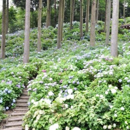 ＊杉田あじさいの杜　　見頃：6月〜7月