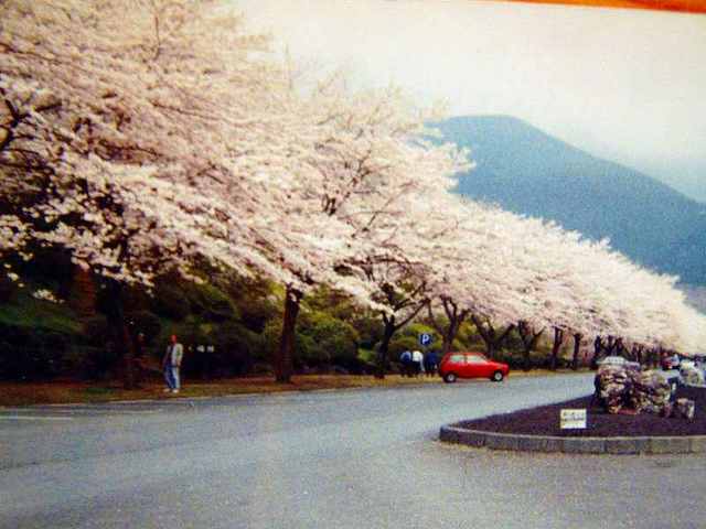 富士坟场樱花