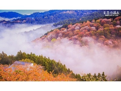 観桜期限定【1泊2食】当館スタンダード♪四季を感じる吉野のおもてなし懐石-芳花houka-
