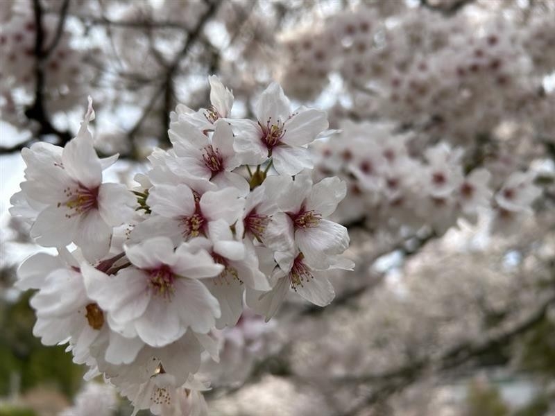 【春のぐるっと桜めぐり】春の旅にぴったり♪春限定の贅沢ステイ★嬉しい特典付★