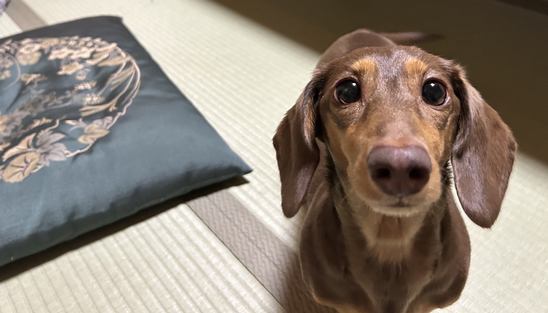 【ペットと一緒に】のんびりゆったり温泉旅行を楽しもう！◆旬の会席◆茶々の華