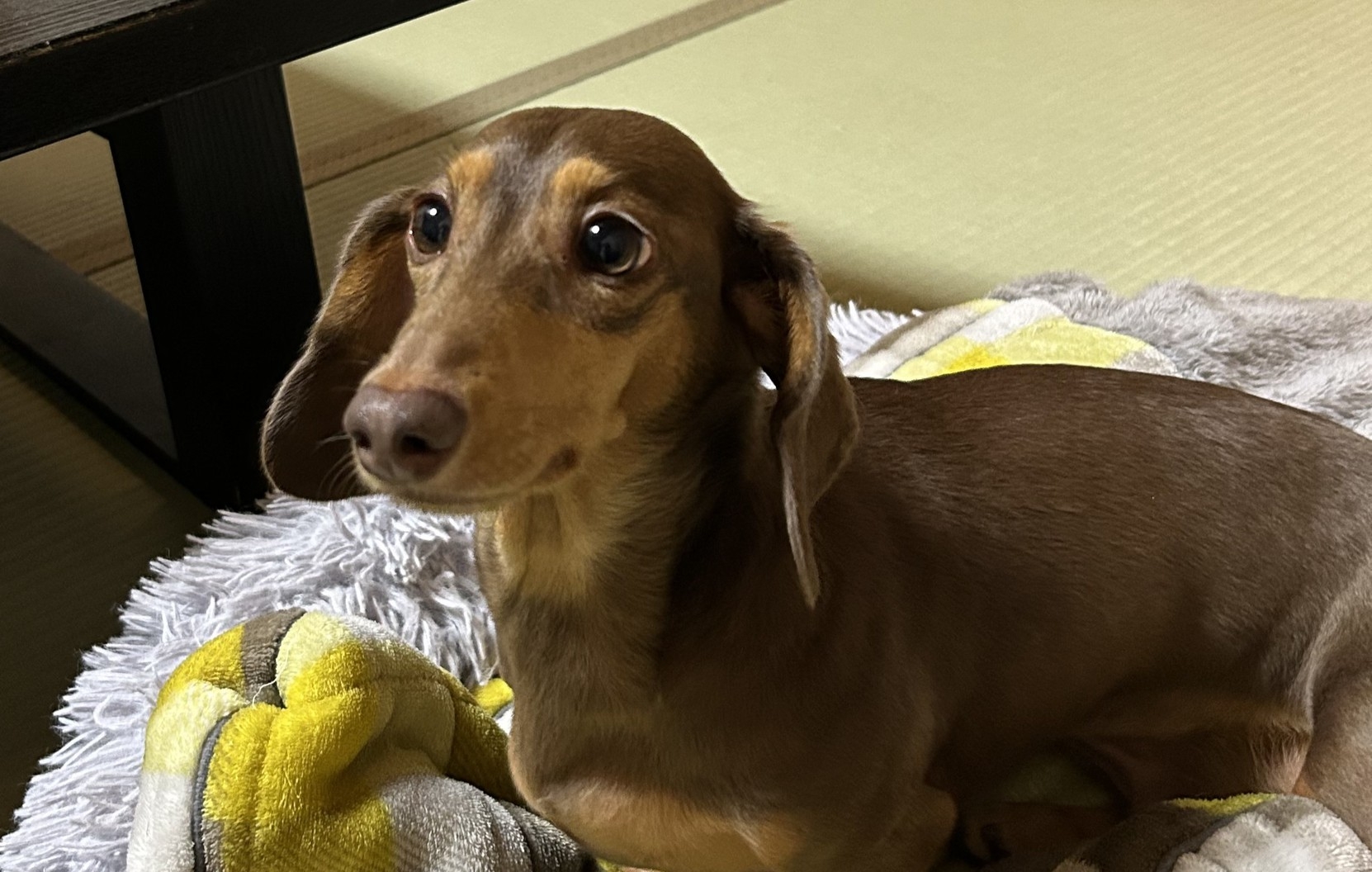 【ペットと一緒に】のんびりゆったり温泉旅行を楽しもう！◆グレードアップ特選会席◆お市の舞