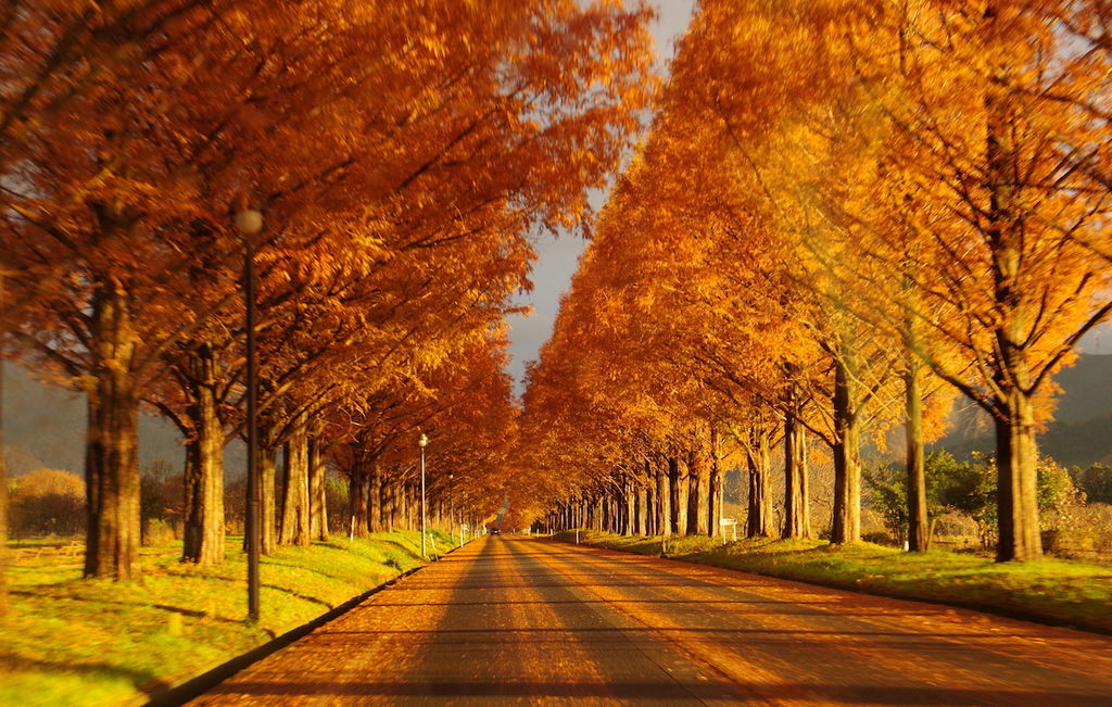 メタセコイヤの紅葉