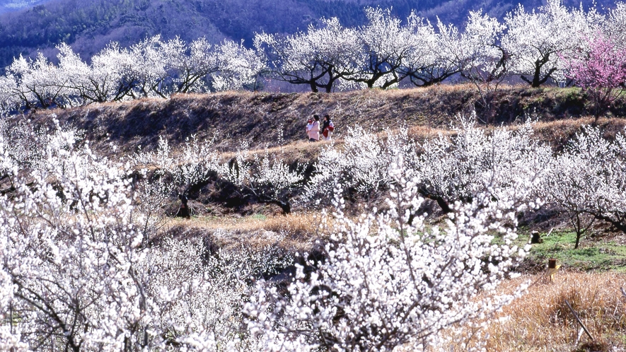 ２〜３月は梅の花が見頃。当館から車で10分、月ヶ瀬梅林では期間中様々なイベントも