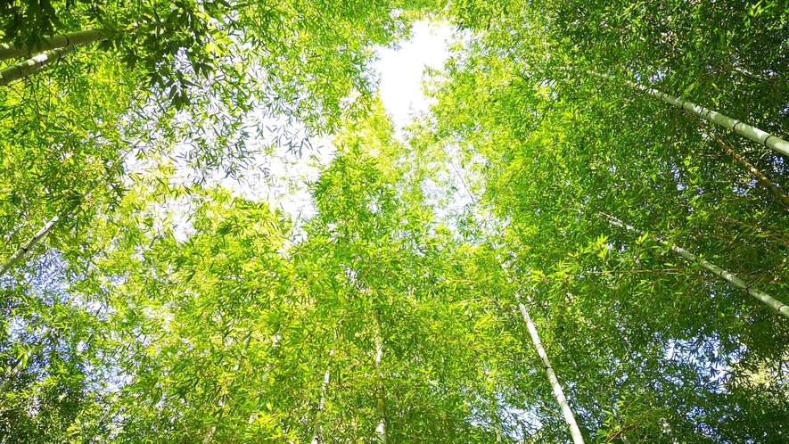 湯ヶ島たつた内には竹林も。