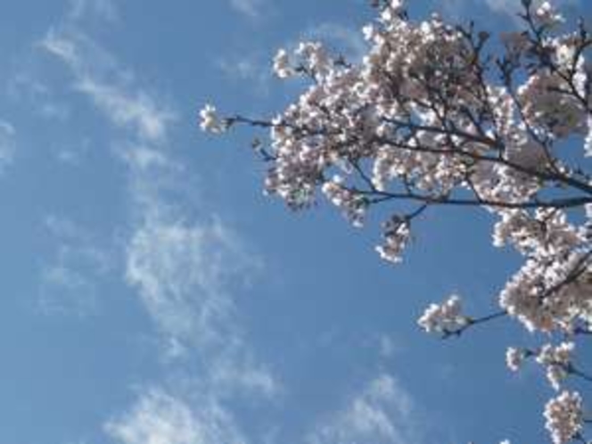桜と空見頃は4月20日くらいまででしょう
