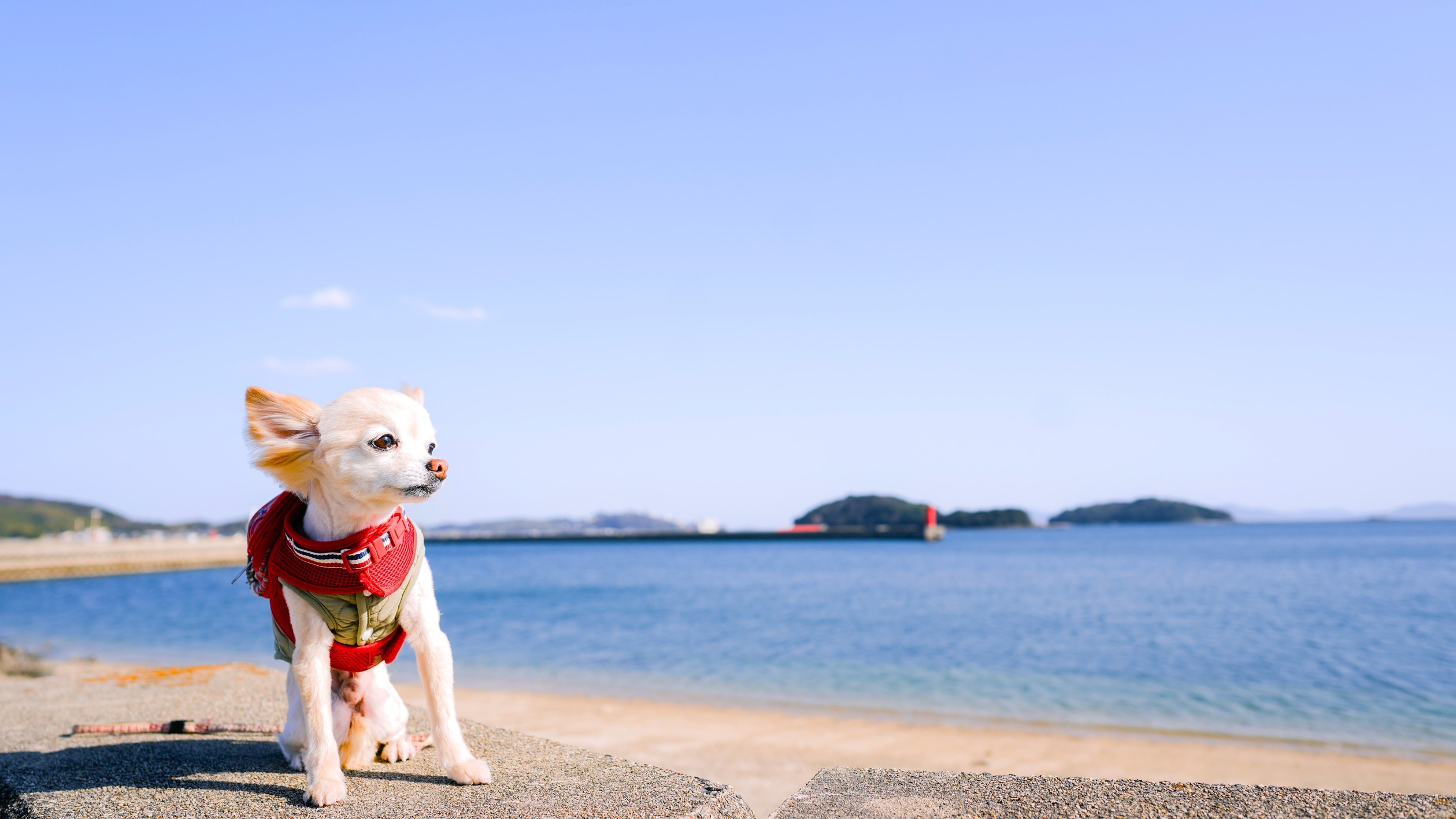 【6/22まで｜1泊朝食】愛犬同伴可レストランで愛犬と一緒に楽しむ海辺のステイ♪愛犬と癒しのひととき