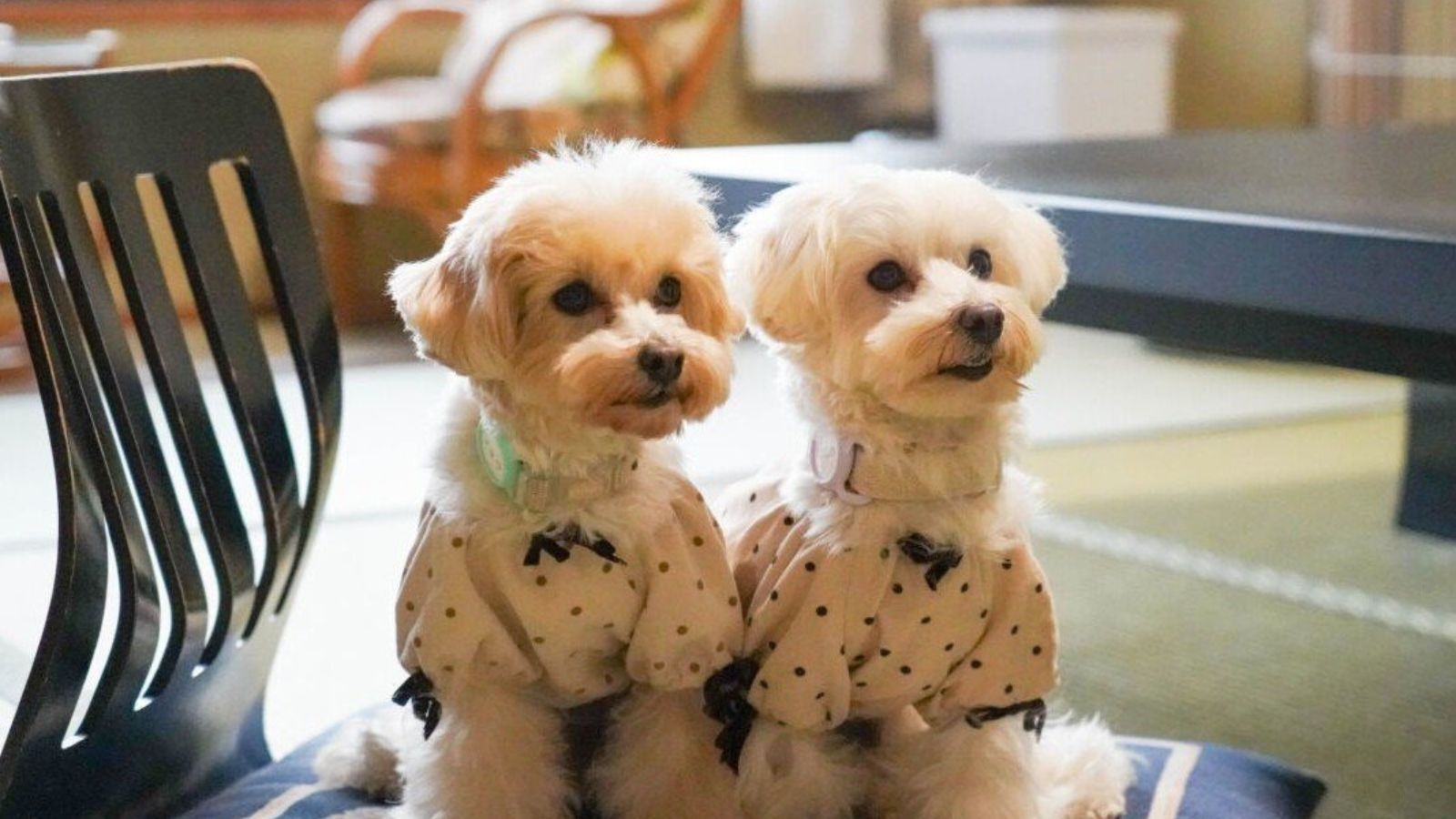 【愛犬レストラン同伴OK】三河の極上会席を愛犬と一緒に楽しむ贅沢なひととき　　三河会席◆極