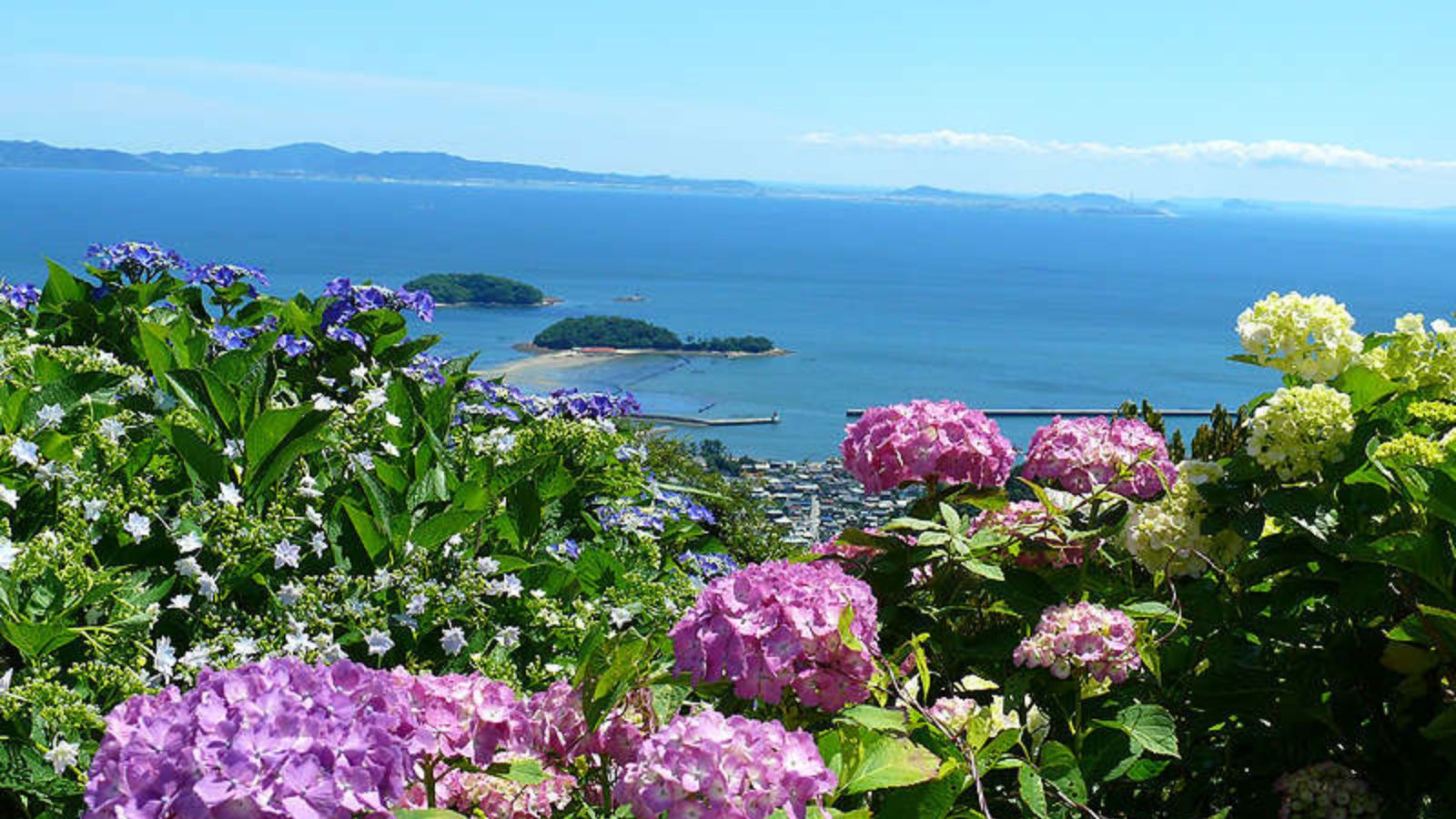 夏・車7分程、三ヶ根山スカイライン。6月から7月初旬にかけて7万本のあじさいが咲く