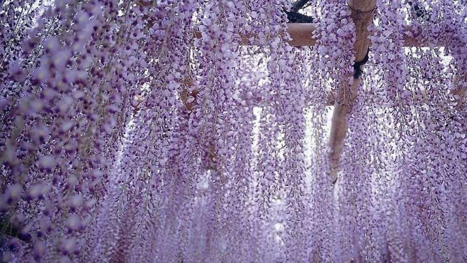 春・車40分程、岡崎公園藤棚。4月下旬～5月上旬に藤まつり開催。藤は「岡崎市の花」でもある。