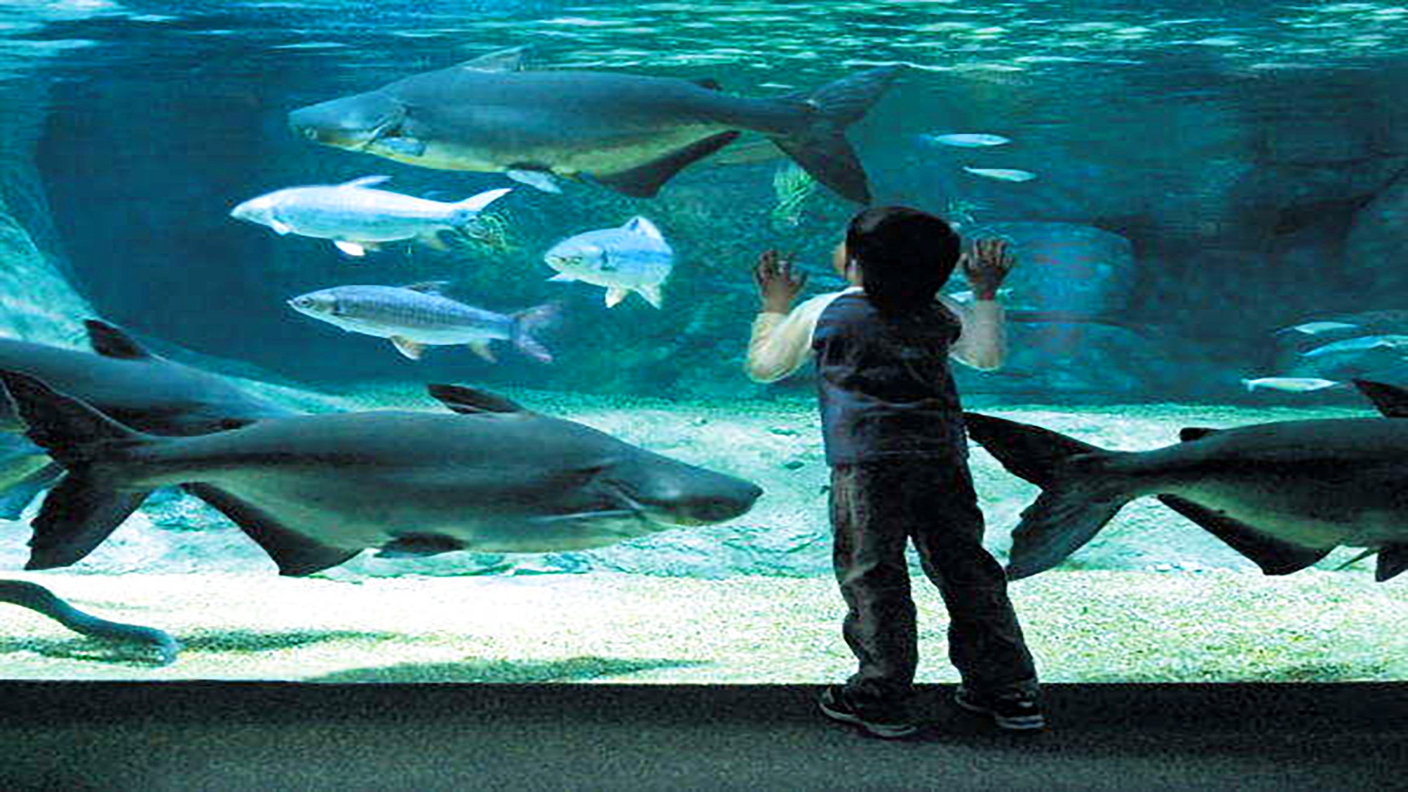 【水族館アクア・トトぎふ（ホテルより車で約30分】世界最大級の淡水魚水族館♪