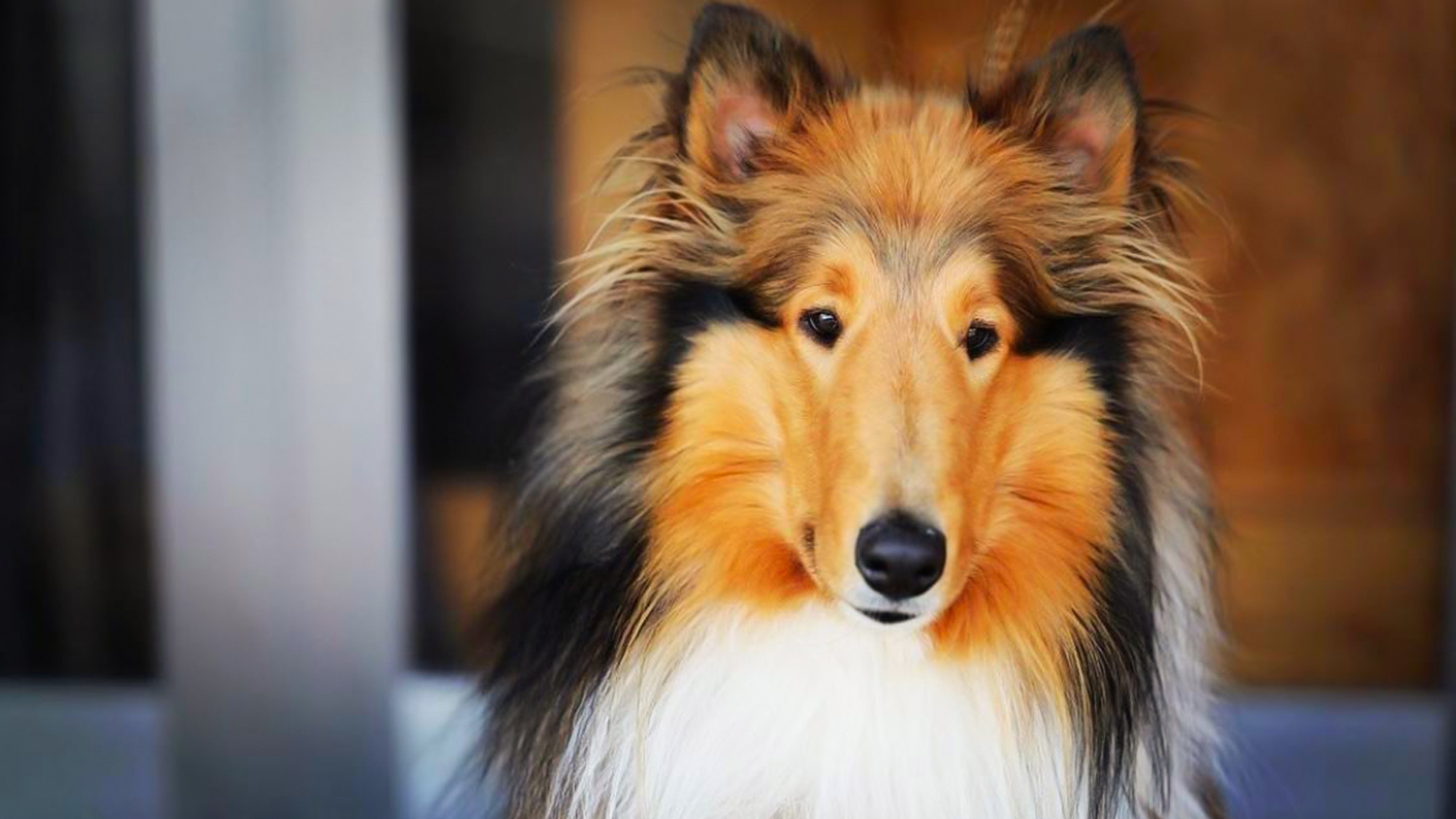 【ペット可】ペットと一緒に志賀高原を満喫★大自然でリフレッシュ♪ペット専用のお部屋＜2食付き＞