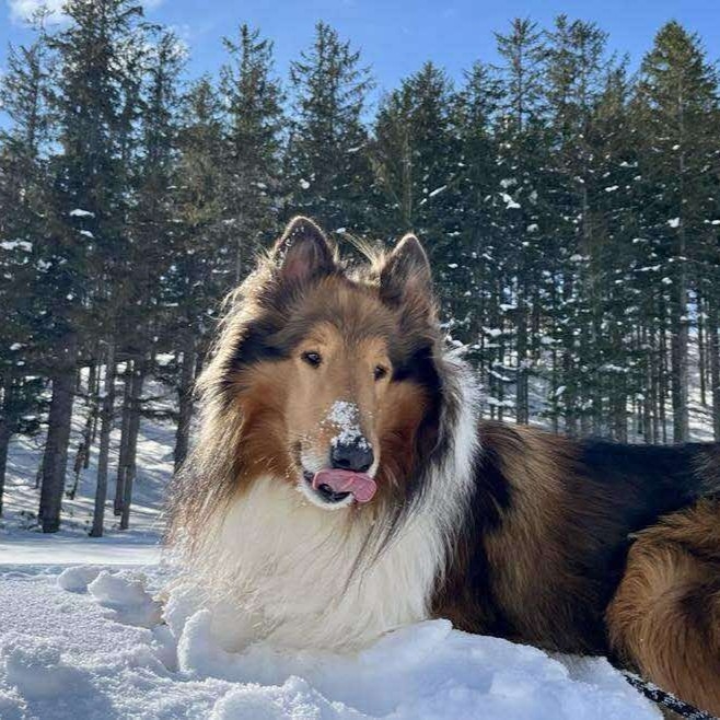 【リフト券付き（3日券）】志賀高原のすべてのスキー場を3日間たっぷり滑ろう！連泊プラン＜素泊まり＞