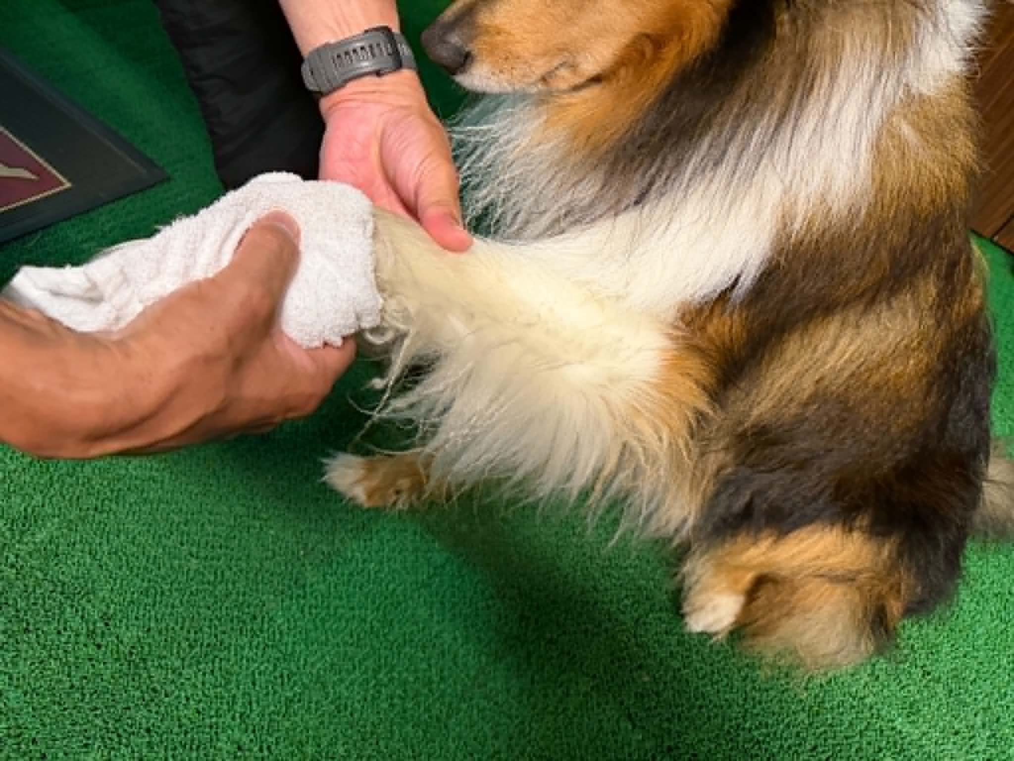 【楽天トラベルサマーSALE】ペットと一緒に志賀高原でリフレッシュ♪ペット専用のお部屋＜2食付き＞