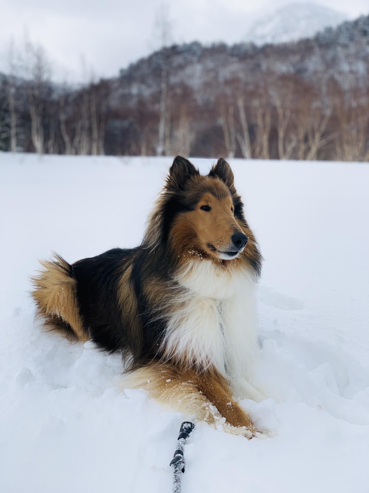 看板犬・サチ