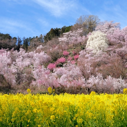 花見山