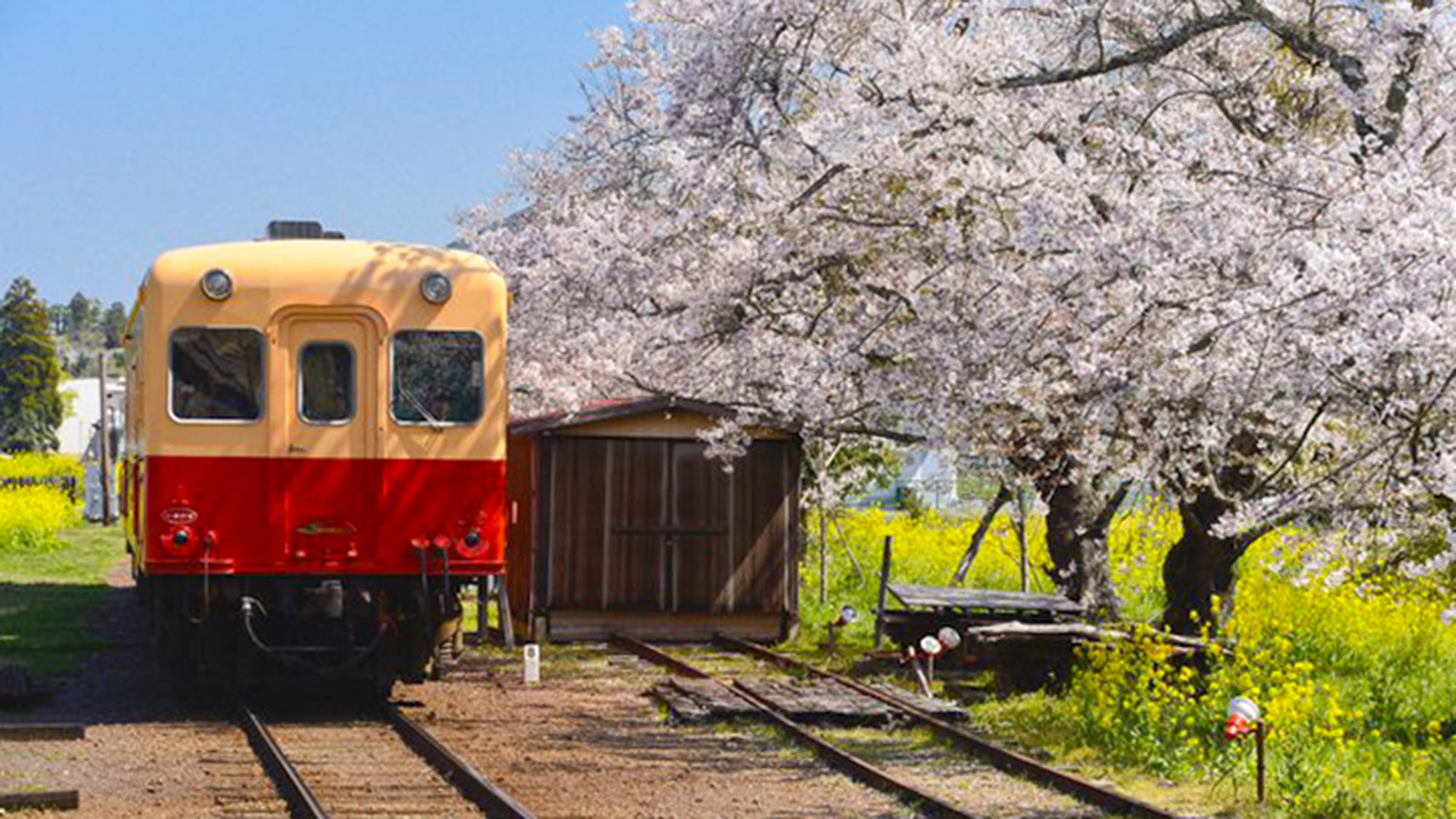 ・【小湊鉄道：春】3月末から4月初旬頃には、桜と菜の花が織りなす、美しい景色をご覧いただけます
